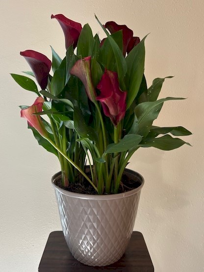 Flowers from Chris & Sheila Litterick