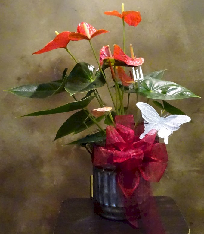 Flowers from The Johnston's
