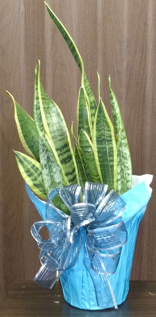 Flowers from Class of 1997