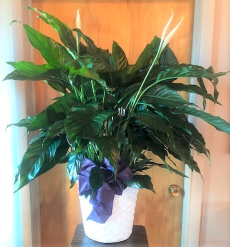 Flowers from Senator Mike and Jean Rounds