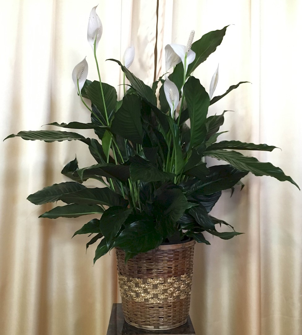 Flowers from Debra Bollinger