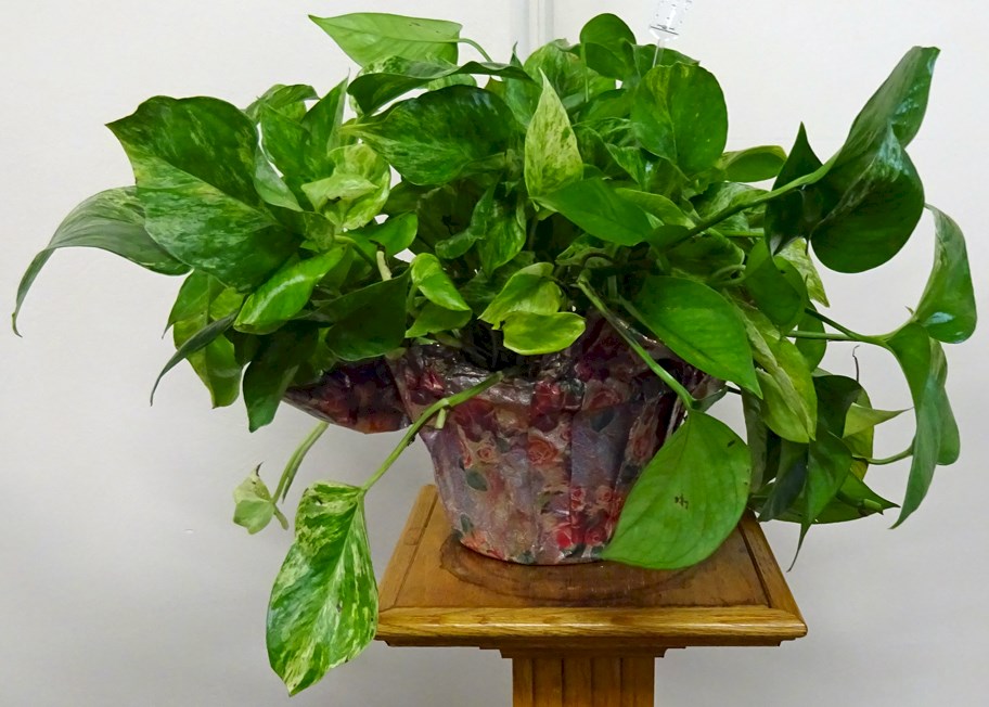 Flowers from Dakota Country Pharmacy
