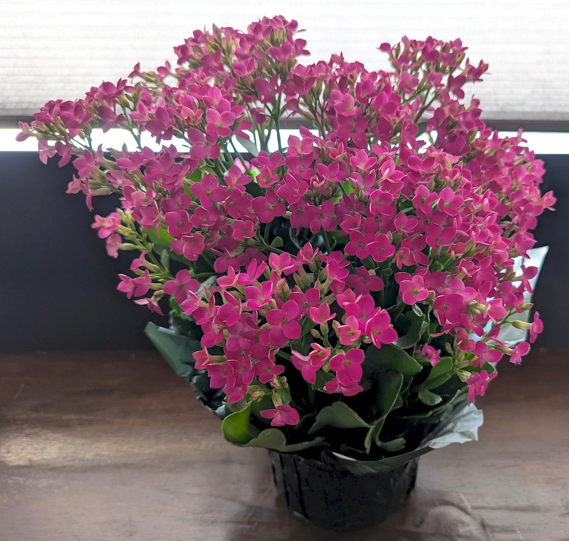 Flowers from Rod and Kay; Steve and Karrie; and Tejay and Tonia
