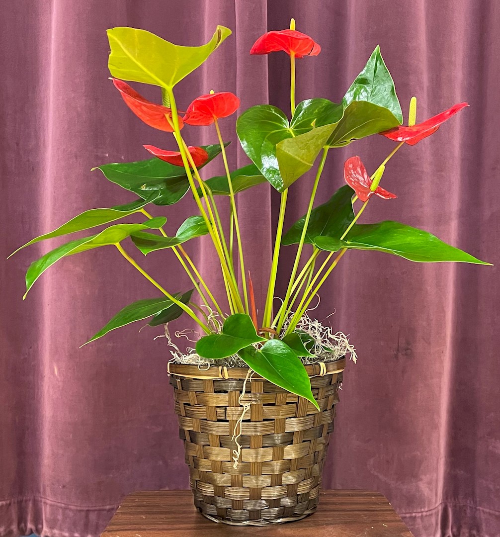 Flowers from Jim and Debbie Antonsen and Family and C.D. Uhlir