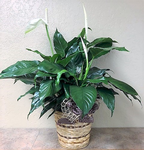 Flowers from Allen Packer; Laura's sisters; Deb and Vernon Brownfield; Sharon and Henry Ballard; Sandy and Melvin Cosca; Barbara and Frank Blake; and all of the cousins