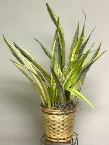 Flowers from Elliot, Tracy, Kinley, Kylar, and Kamber McQuirk