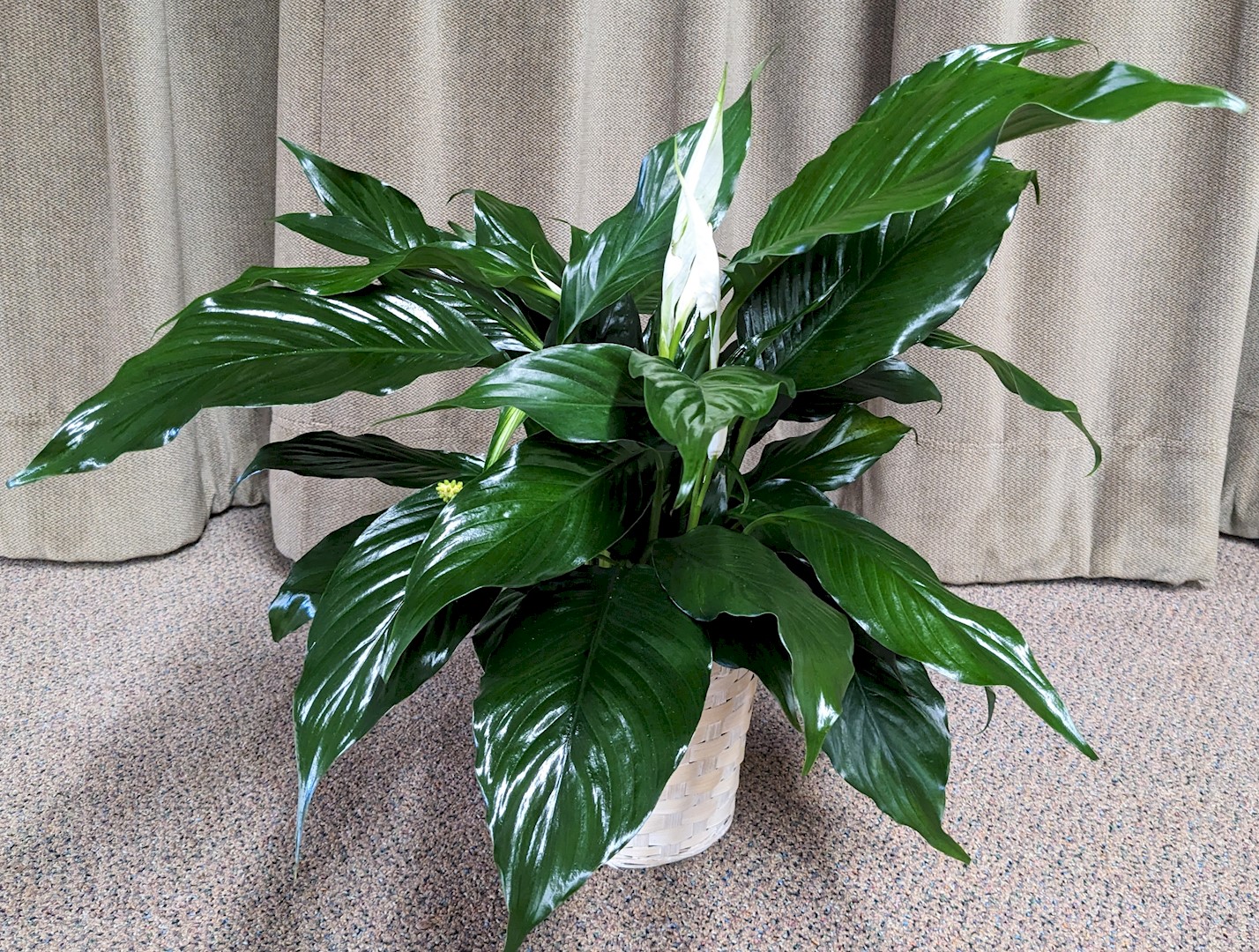 Flowers from Kadoka Nursing Home Staff, Residents, and Board of Directors