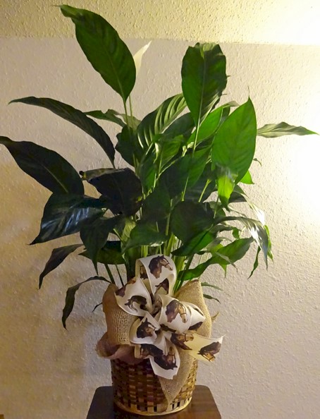 Flowers from Brian, Misti, Mason and Mya Hostutler