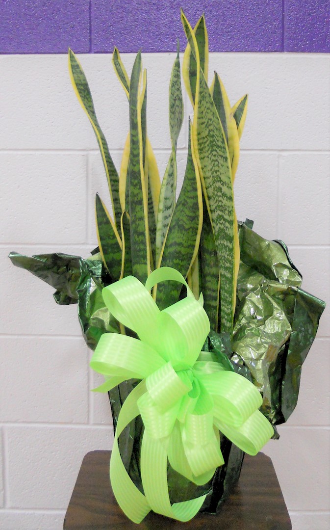 Flowers from Camp Crook Roping Club