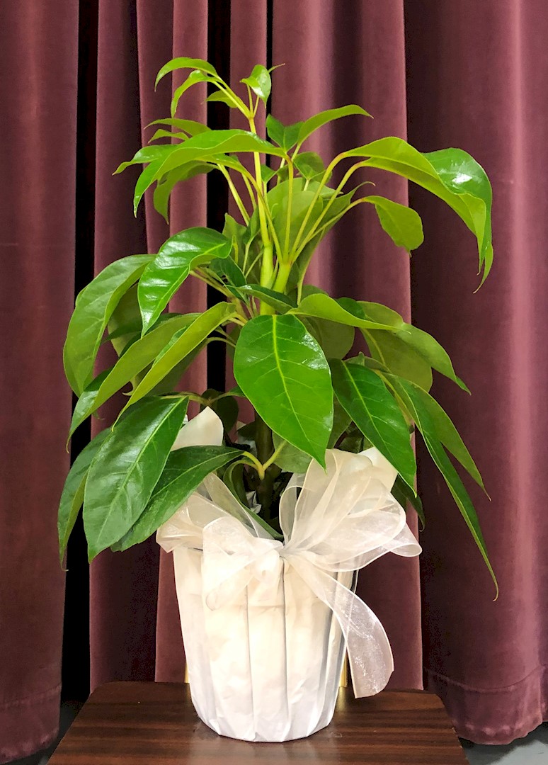 Flowers from Kadoka Nursing Home Staff, Residents, and Board of Directors