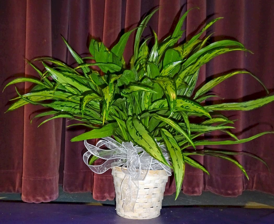 Flowers from Discount Fuel and Kadoka Oil - Tammy Carlson and Employees