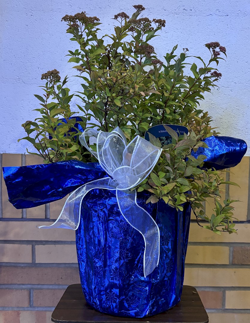 Flowers from Class of 2003