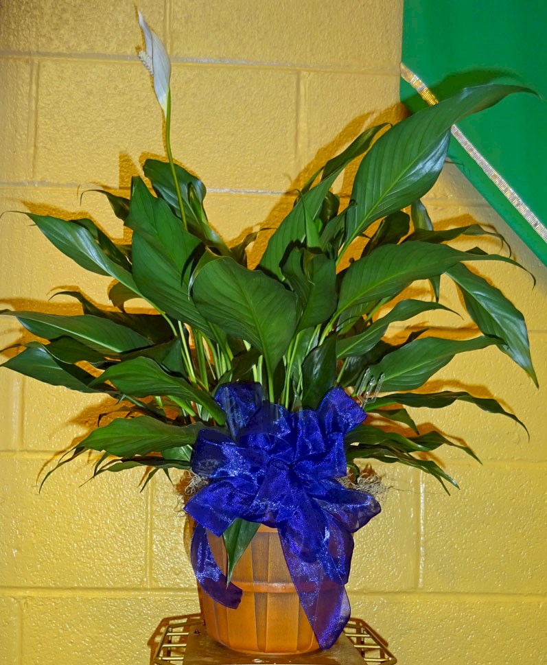 Flowers from Your friends at Stulken, Peterson, Lingle, Waltie, and Jones