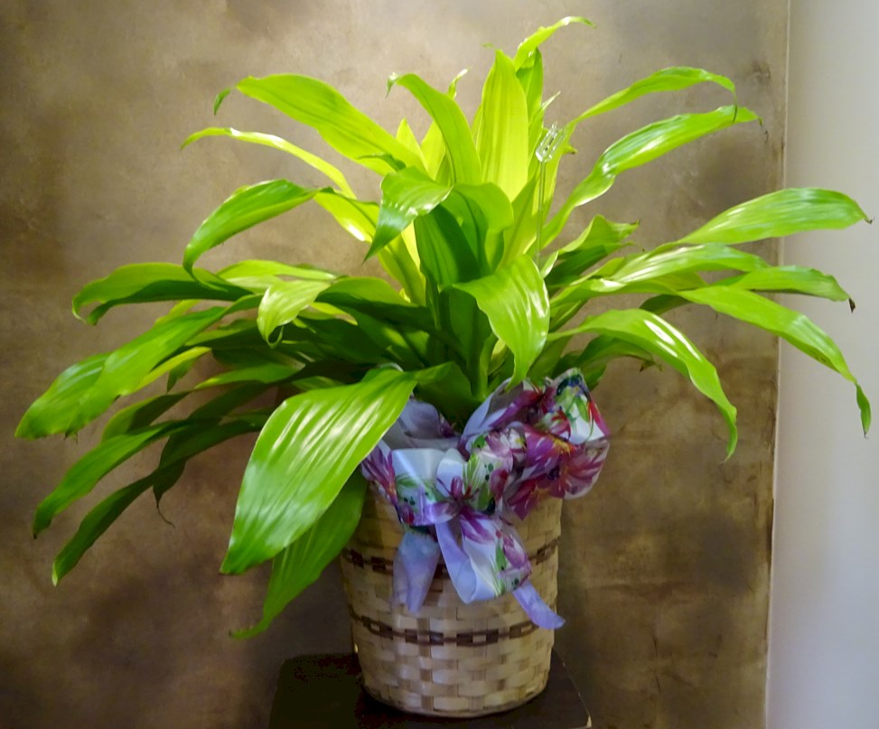 Flowers from Rocky & Rebecca Williams, Joshua, Jonathan & Carrie, Lacey & Jamari, and Families