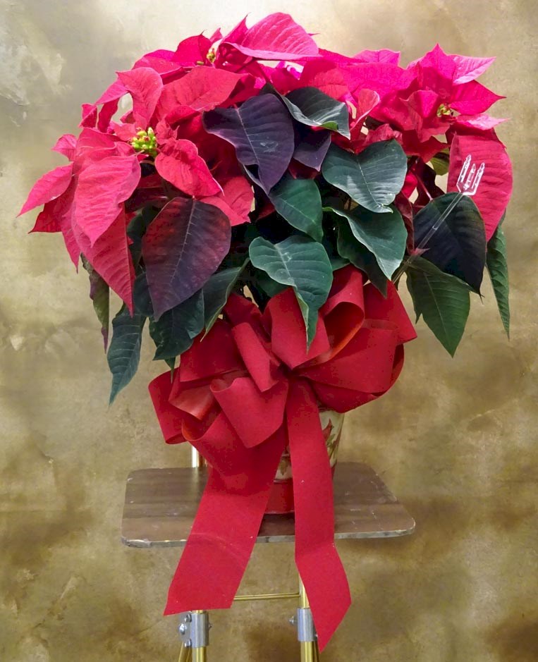 Flowers from Dakota Country Pharmacy