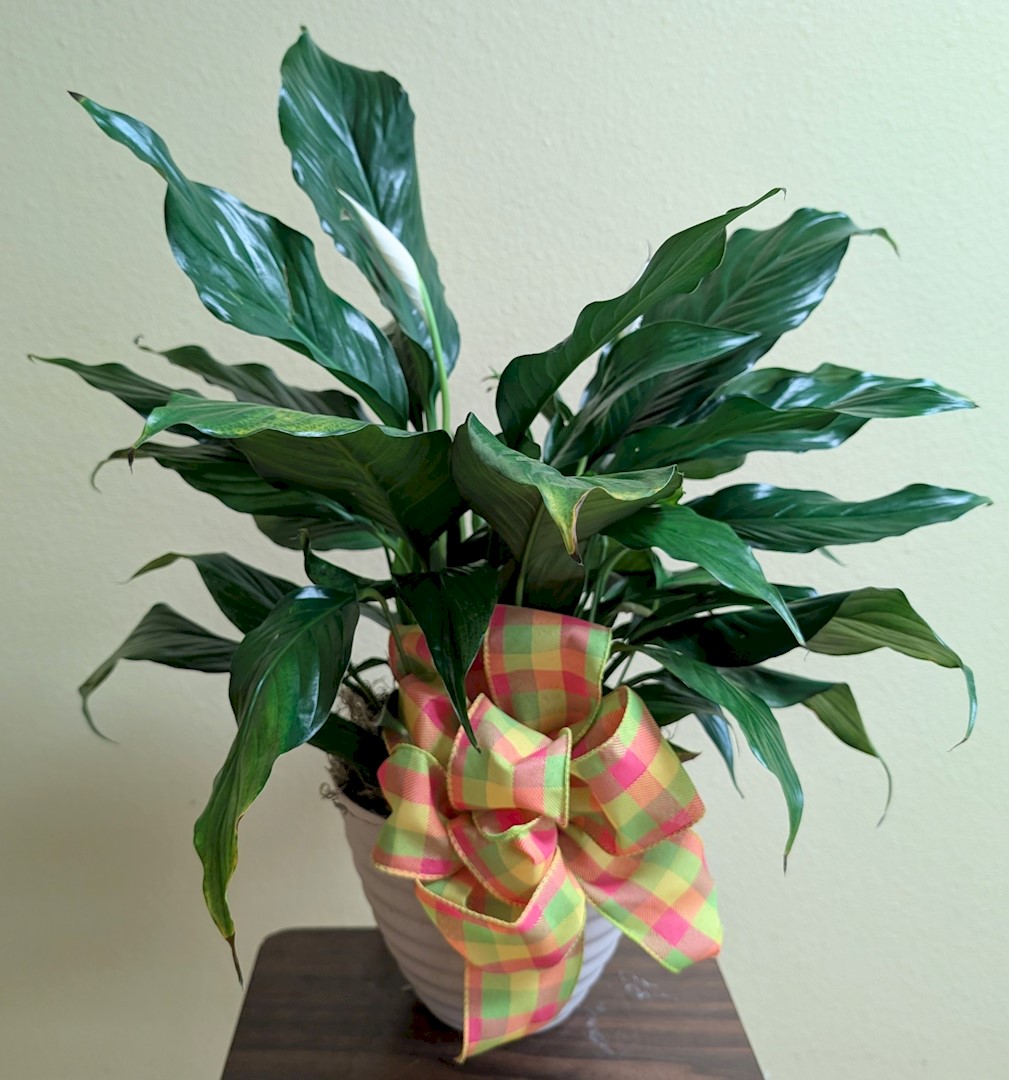 Flowers from Dakota County Pharmacy