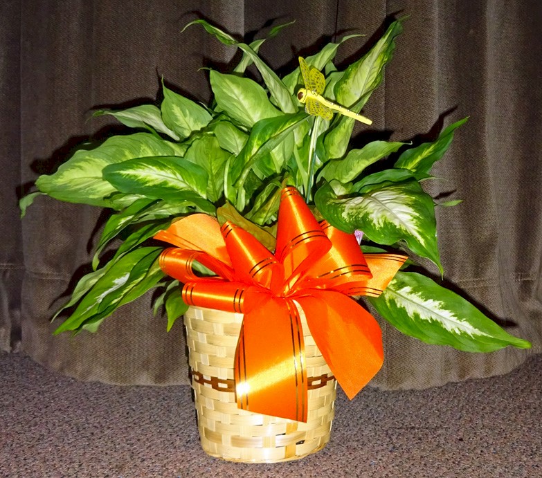 Flowers from Dr. Clark Duchene