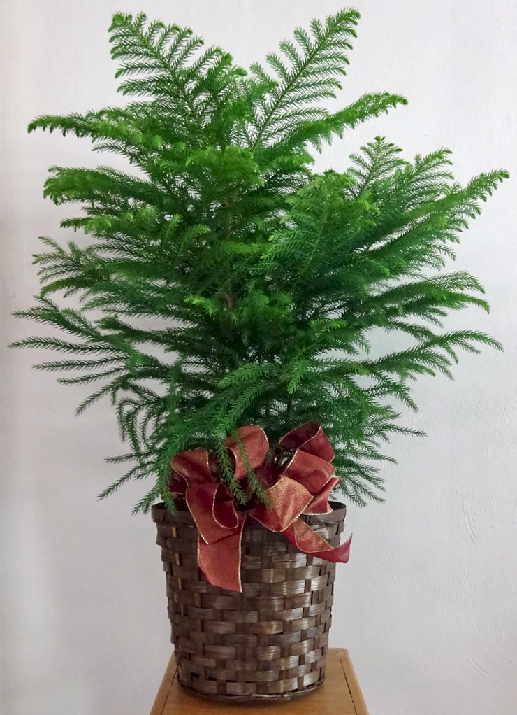 Flowers from Mark & Tammy & Family, Discount Fuel, Kadoka Oil, and Employees