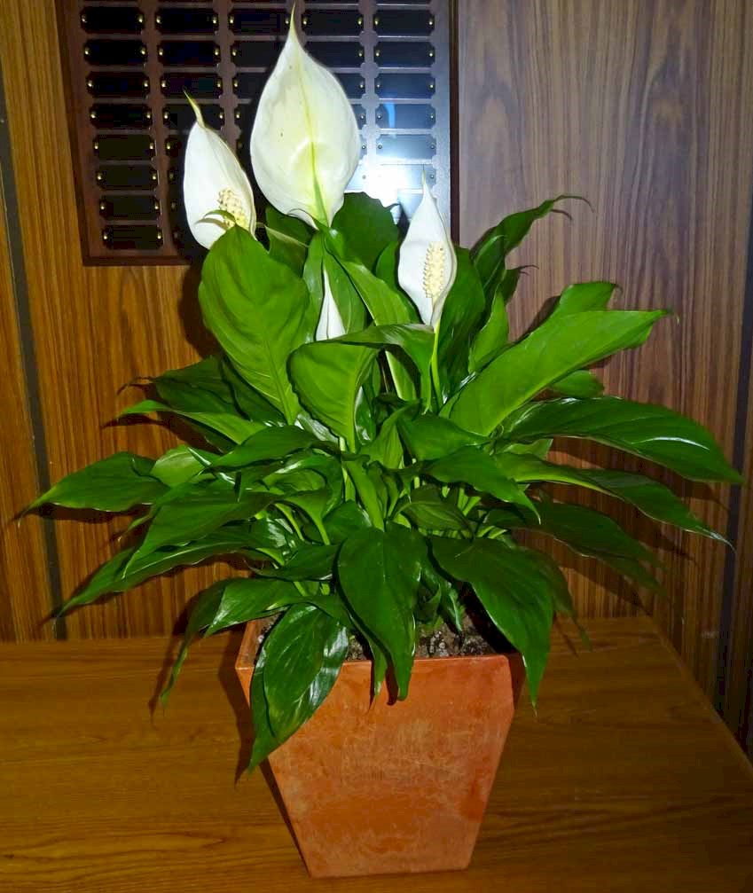 Flowers from Dave and Reina