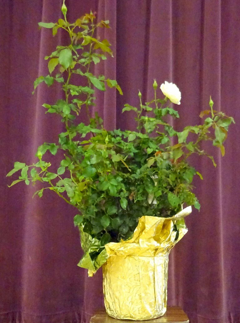 Flowers from The Jacksons and the Zimmermans