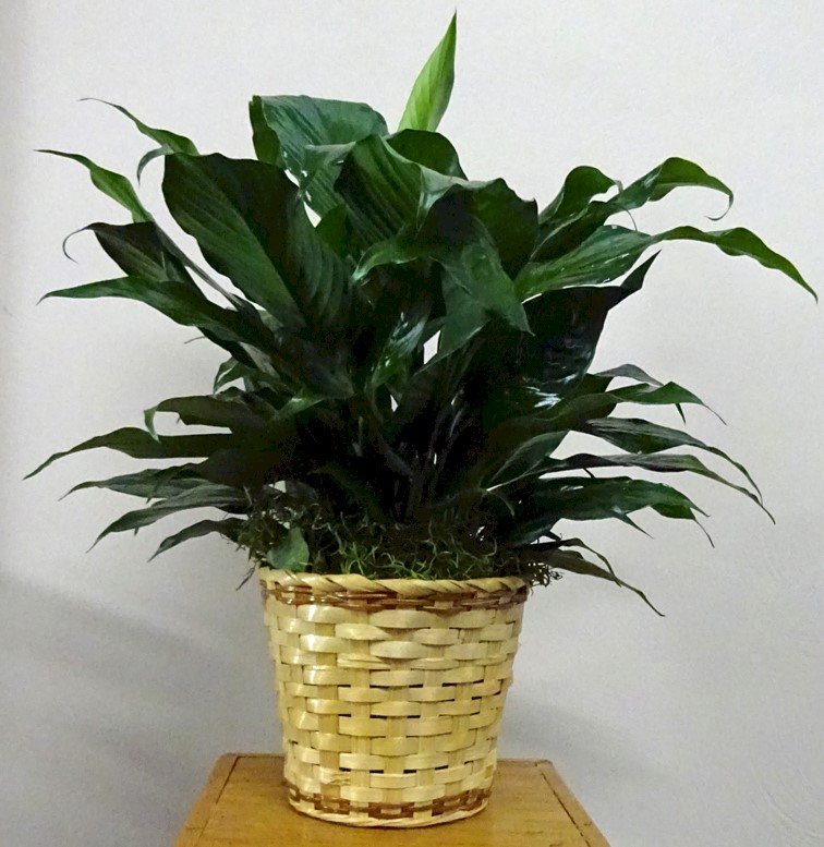 Flowers from Kadoka Nursing Home Staff, Residents, and Board of Directors