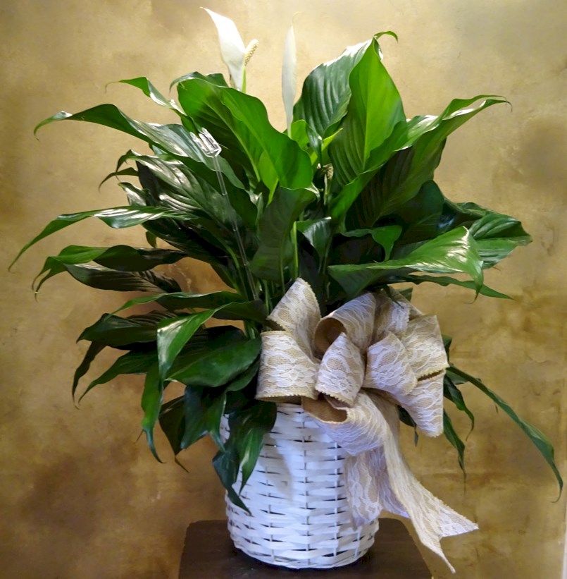 Flowers from Fred and Michele Hulm and Family