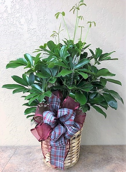 Flowers from Allen Packer; Laura's sisters; Deb and Vernon Brownfield; Sharon and Henry Ballard; Sandy and Melvin Cosca; Barbara and Frank Blake; and all of the cousins