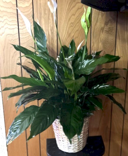 Flowers from All of us at Sioux Nation