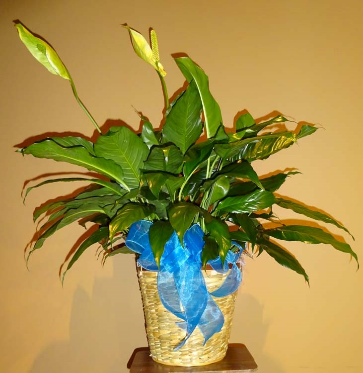 Flowers from Dorothy Richardson and Family