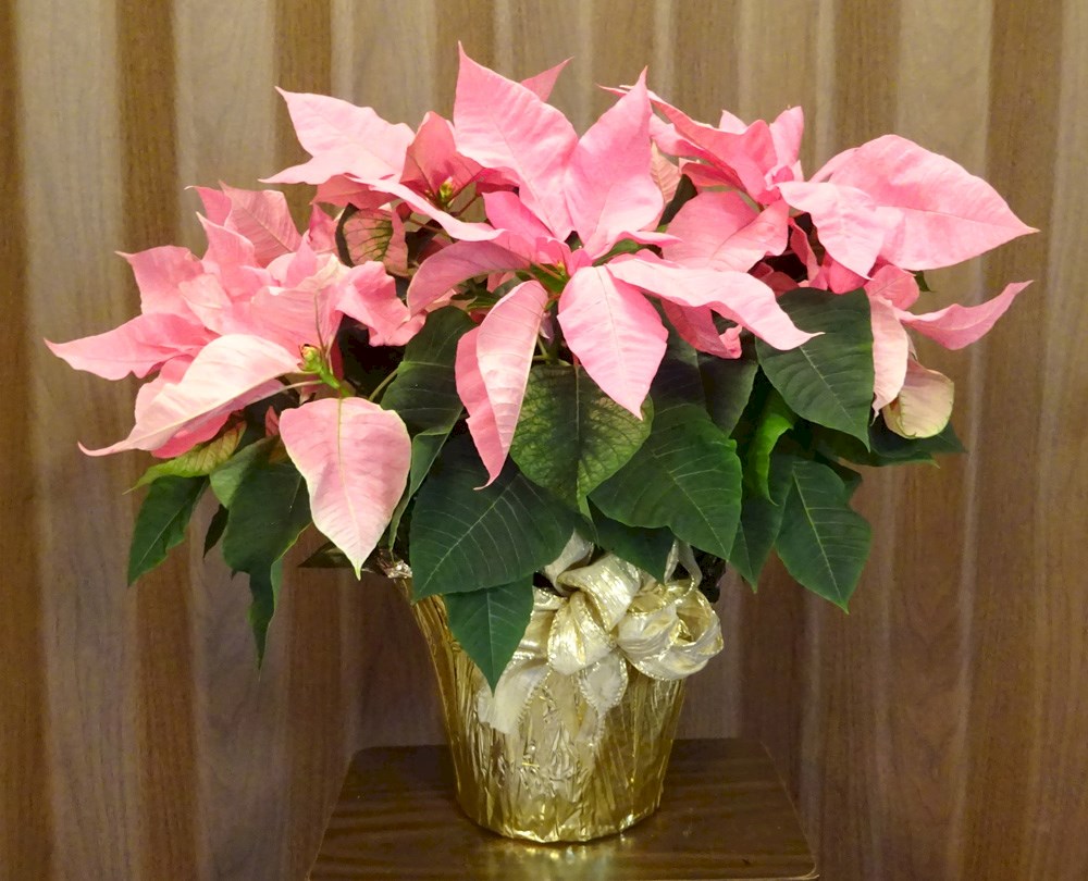 Flowers from Sonny & Patty