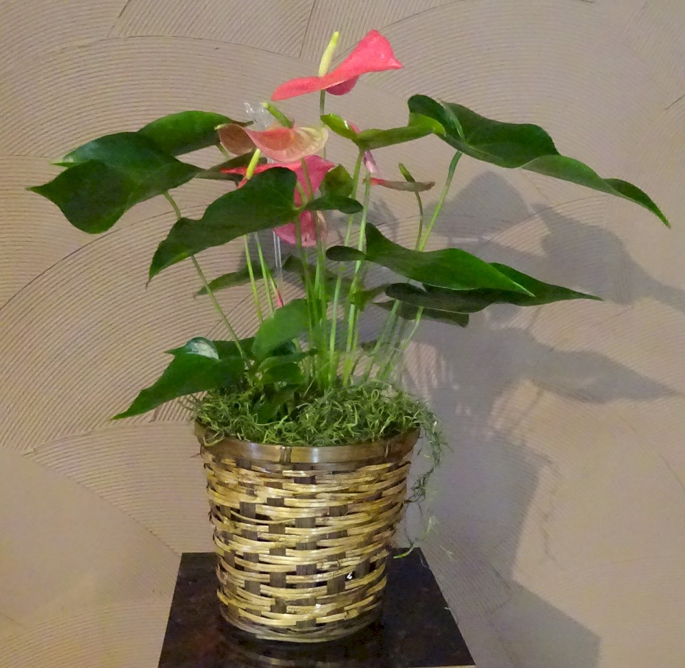 Flowers from Leaha, Lynnze, Lyndee and Leland