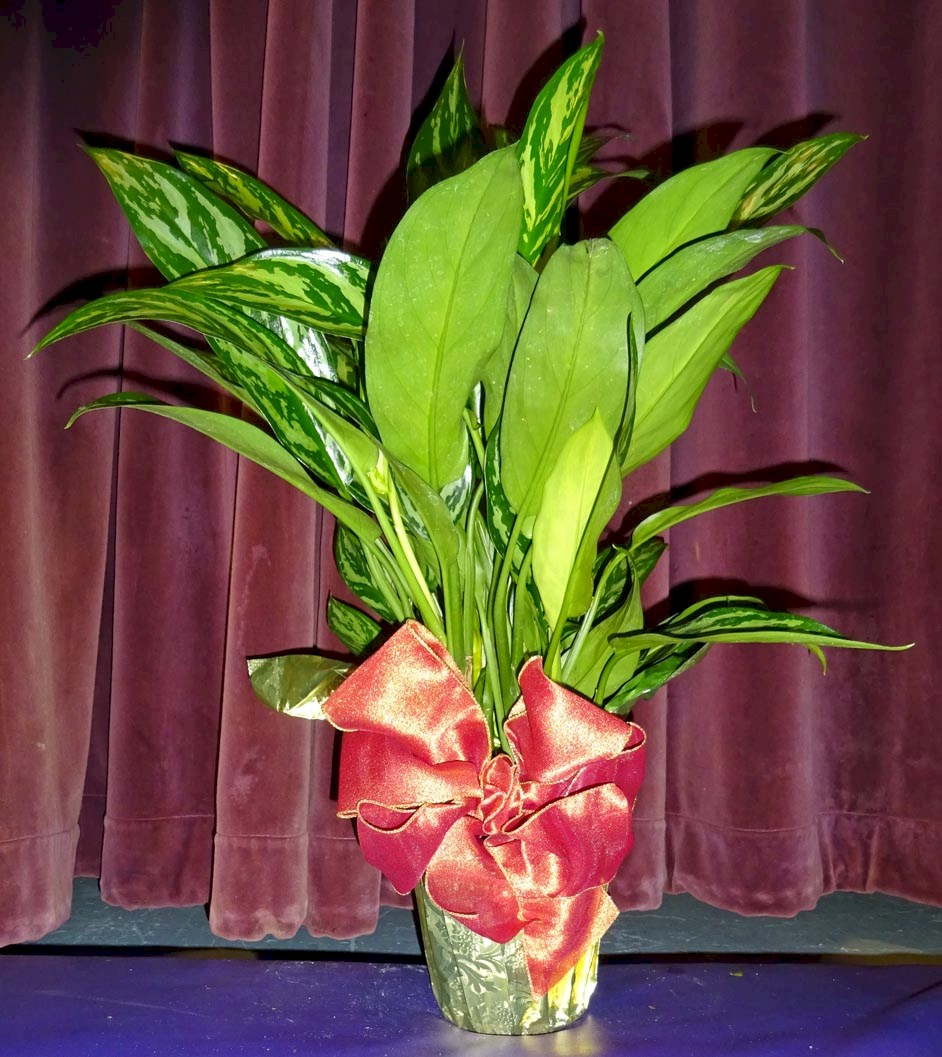 Flowers from Sanftner Mail - Len & Ruby, Tim & Carrie, Bruce, Howie, and Jim