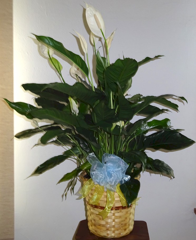 Flowers from White River Lions Club