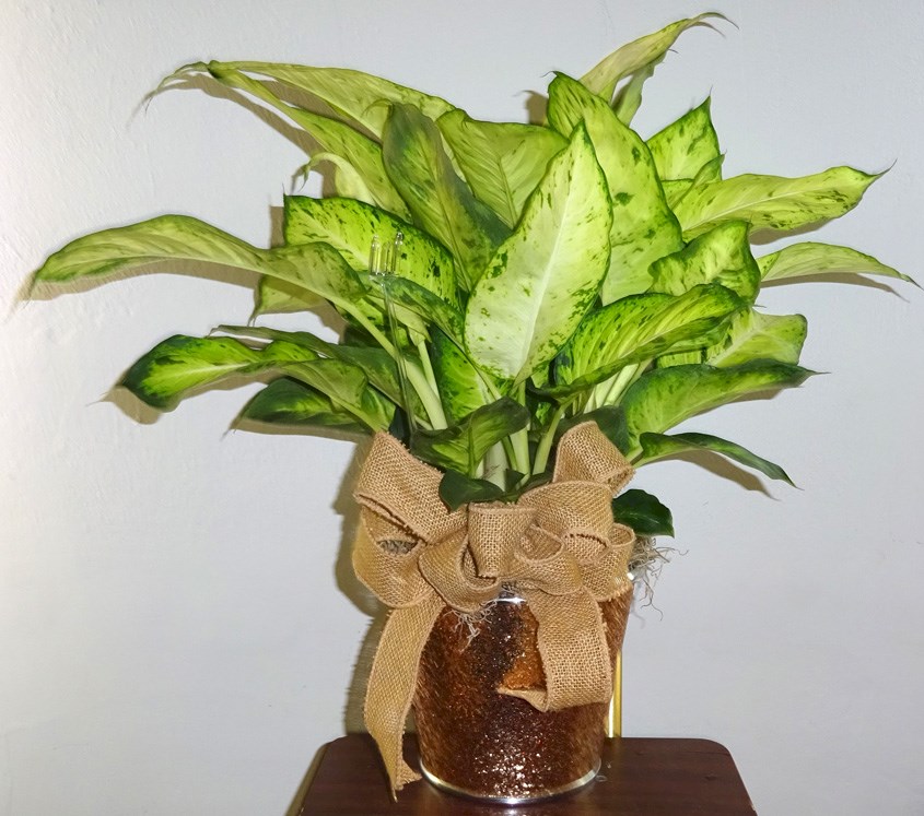 Flowers from Murdo Dental Doctors and Staff