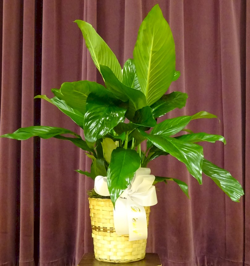 Flowers from "Friend" - Mark and Tammy Carlson and Family, Discount Fuel, Kadoka Oil, and Employees