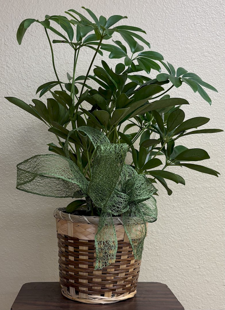 Flowers from Jared and Tracy Fosheim and Family and Clayton and Tianna Fosheim and Family