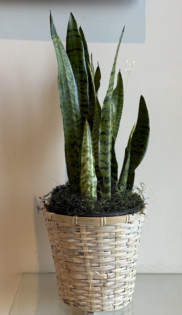 Flowers from Jim and Debbie Antonsen and Family