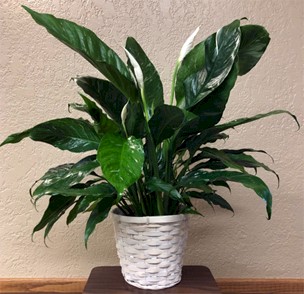 Flowers from Silverleaf Residents and Staff