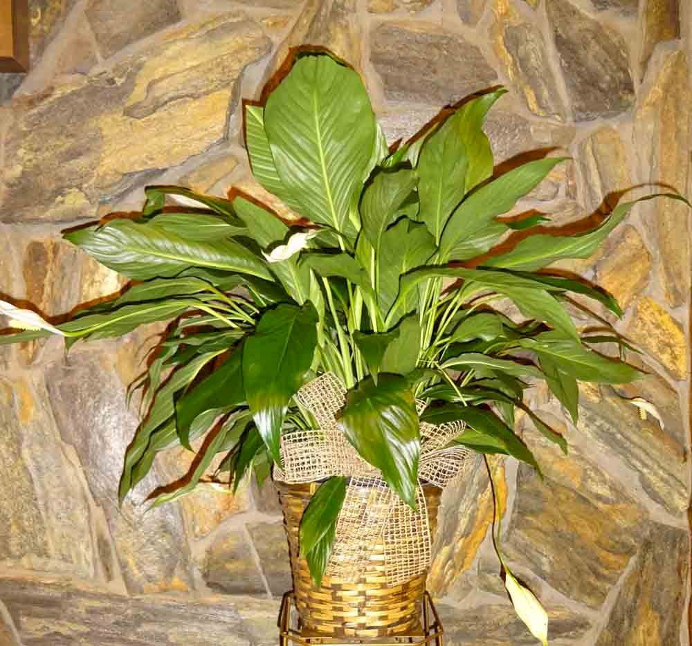 Flowers from Darrin & Melissa Tille