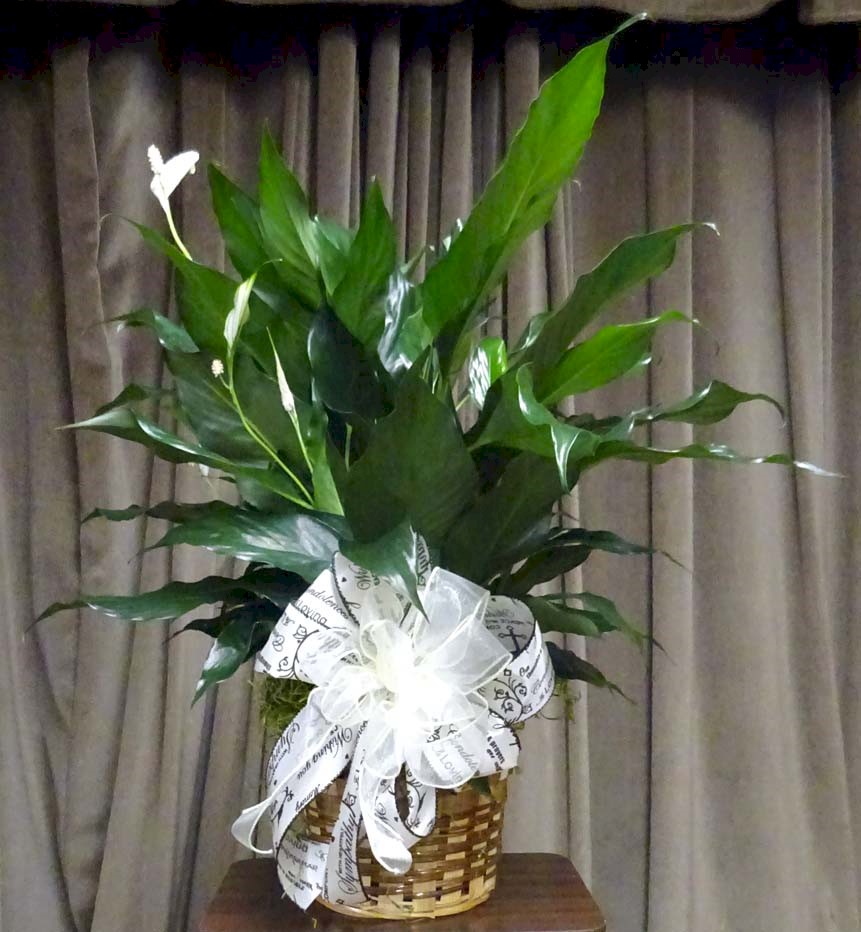 Flowers from PMH Therapy Department