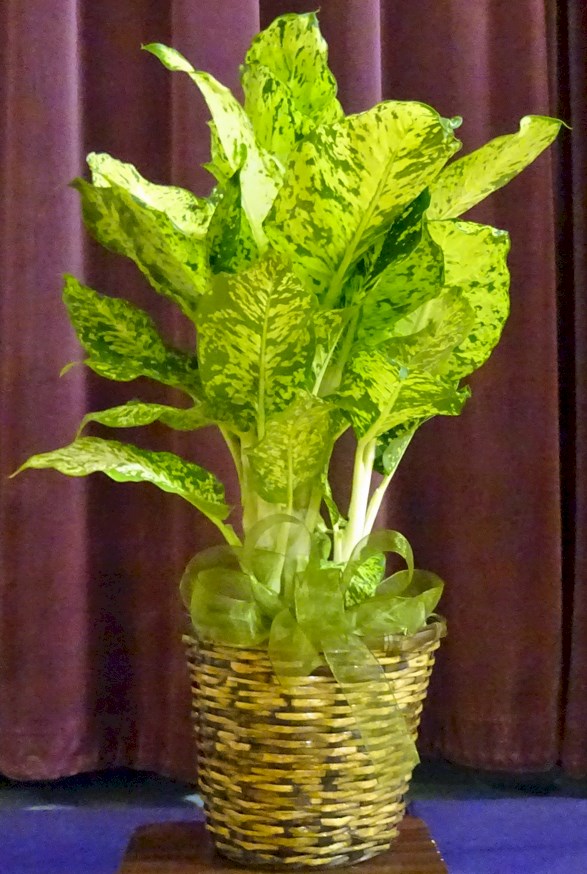 Flowers from Lonny & Carrie Johnston, Amber & Brian Blair & Family, and Andi & Dana Kerns