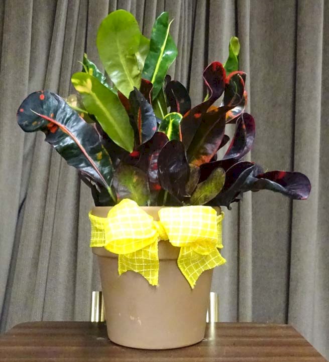 Flowers from Classic Dentistry