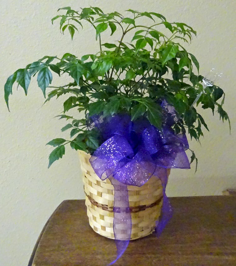 Flowers from Rafter U Cross Ranch