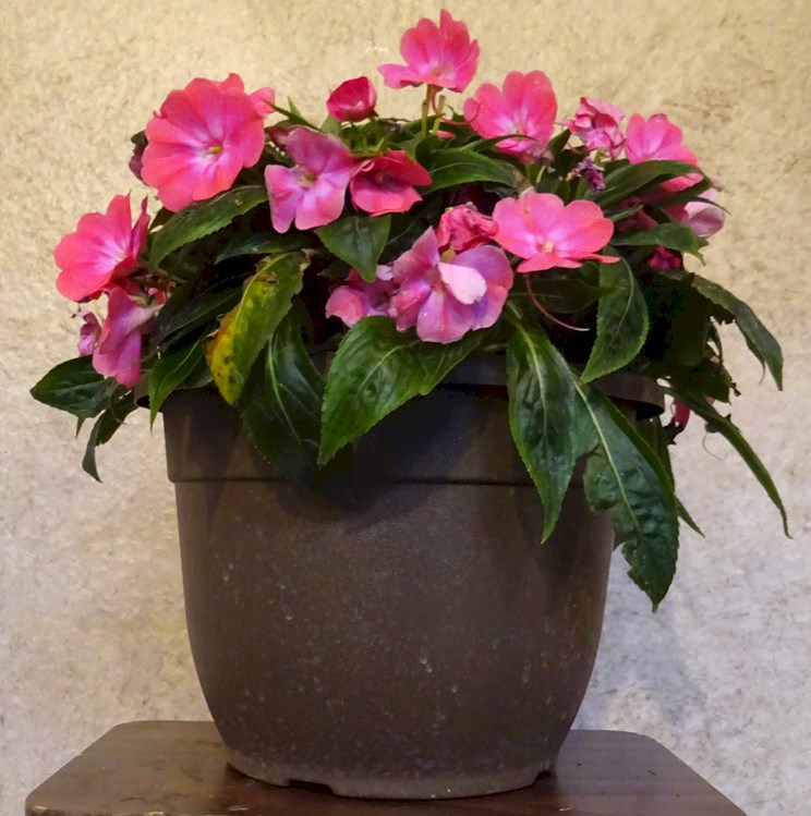 Flowers from Marty and Rhonda Williams