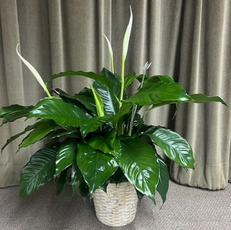 Flowers from City of Philip Mayor, Council, and Employees