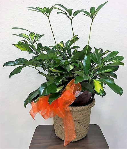 Flowers from Margie and Robert Riggs