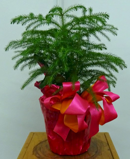 Flowers from Jim and Marjorie Letellier and Family