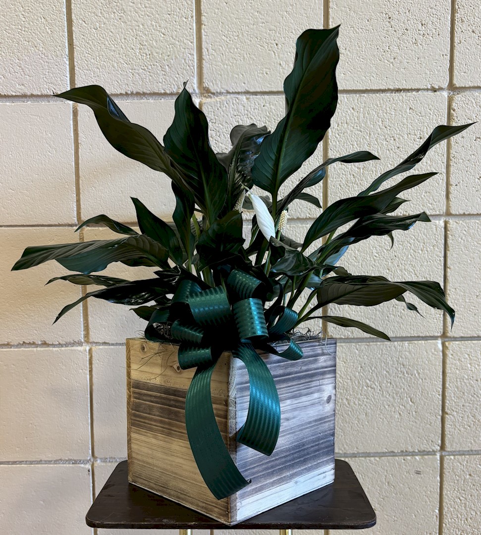 Flowers from The Freudenbergs: John, Connie, Sean, Kaitlyn, Braxton, Richard, and Kay