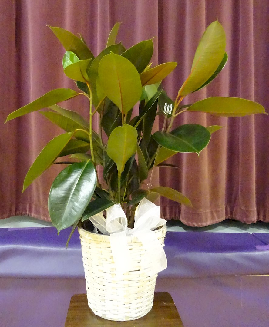 Flowers from Classmates from 1969