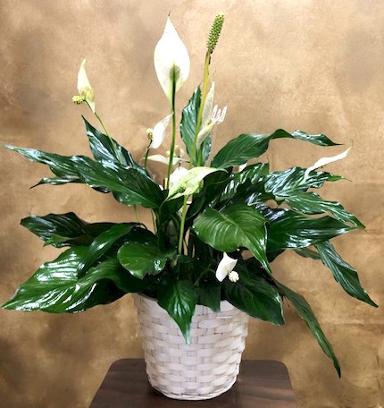 Flowers from Kadoka Nursing Home Residents, Staff, and Board of Directors